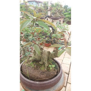 Lộc vừng bonsai