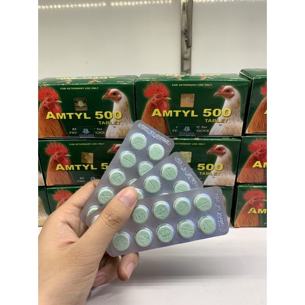 AMTYL 500 - Tri tang cho gà đá