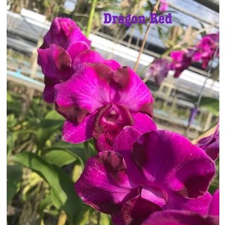 Lan denro lai cát dragon red sắp hoa