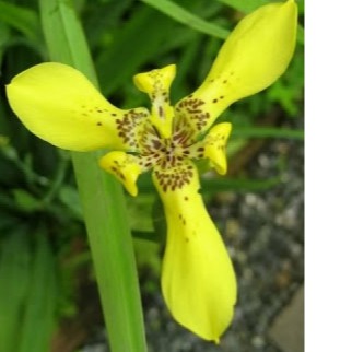 Hoa diên vĩ màu vàng dễ sống và siêng hoa