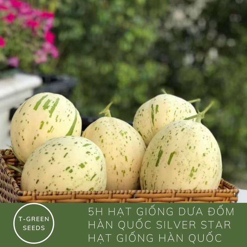 Dưa Lê hàn quốc- dưa lê ánh sao silver star