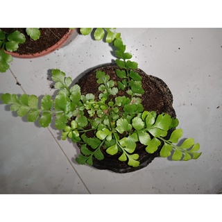 Cây dương xỉ hạt lựu