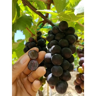 Cây Nho Hạ Đen