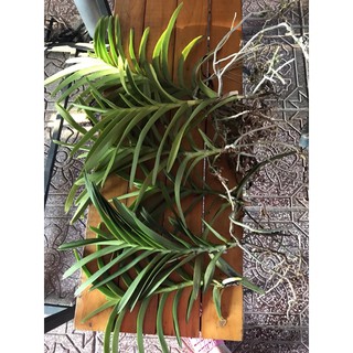 Lan mokara cây giống màu đỏ