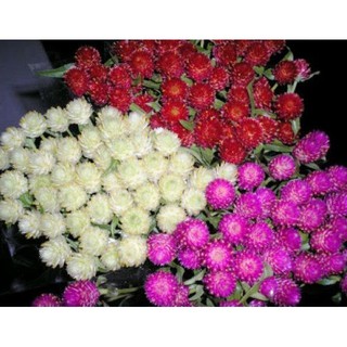 Hạt giống hoa Cúc nút áo