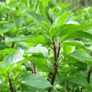 Hạt Giống Rau Húng Quế 2g - HÀNG CÔNG TY