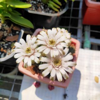 Xương Rồng Gymno ( Đang Nụ)