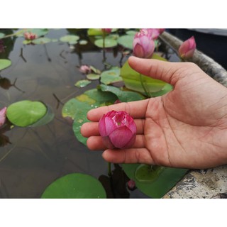 Hạt Giống Sen Nhật Mini 9 Màu Tự Chọn