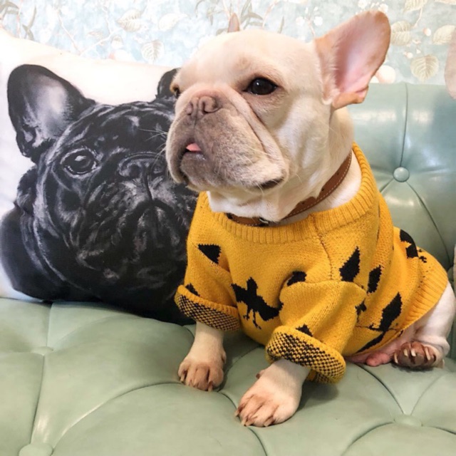 ÁO LEN CAO CẤP CHO CHÓ MÈO (có size pug, bull, corgi, poodle,..) (quần áo thú cưng)