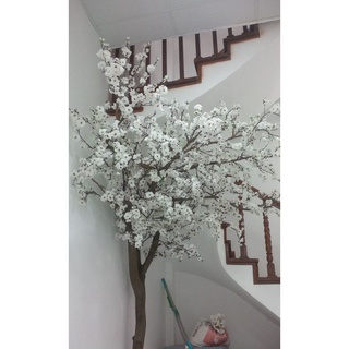 Cành lớn có 5 nhánh nhỏ