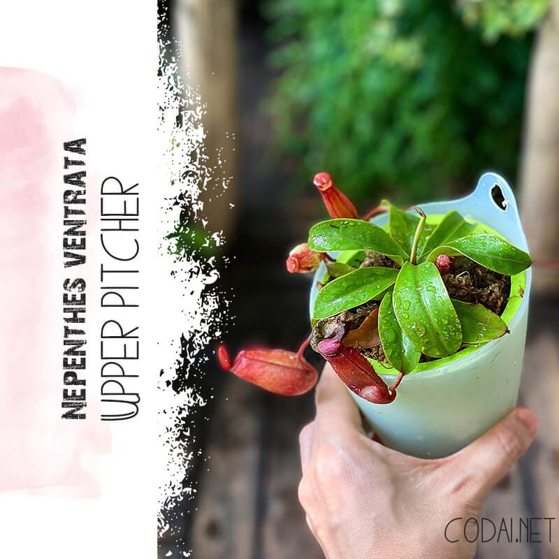 Cây Nepenthes ventrata Upper Pitcher (cây Nắp Ấm Đỏ) chậu thuỷ sinh 2 lớp