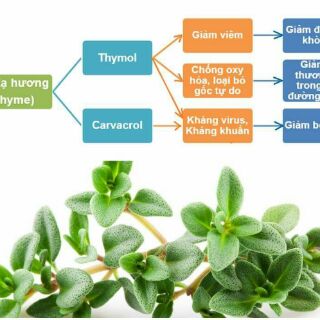 Tinh dầu Cỏ xạ hương