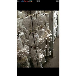 [81FARM] Phôi nấm sò thái