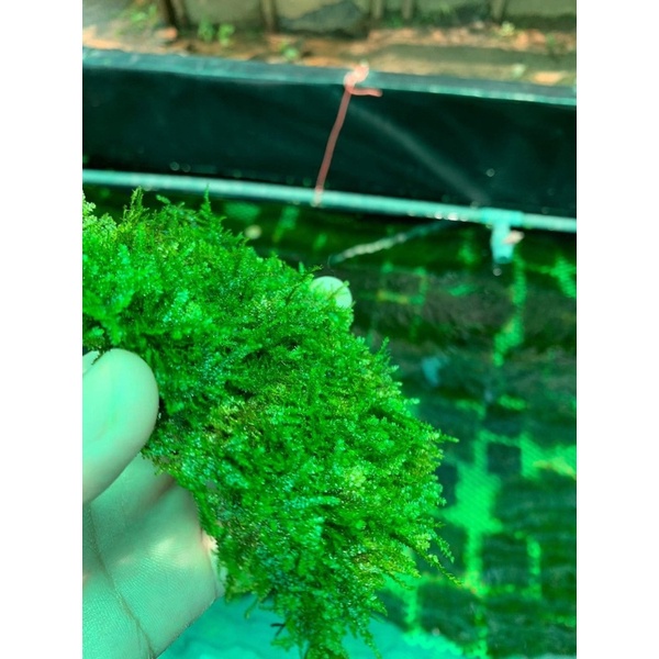 Rêu mini taiwan vỹ 10x10cm - rêu thuỷ sinh - rêu dán đá - dán lũa không cần co2