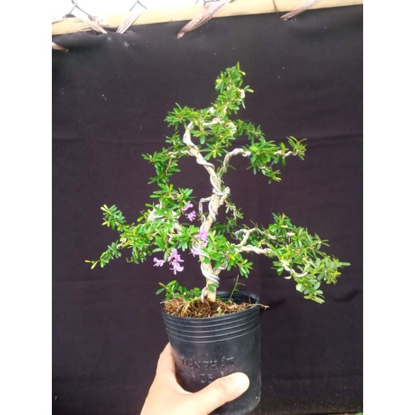 Linh sam 86 bonsai siêu đẹp