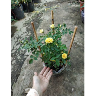 [Cây giống hoa] hồng BỤI trứng vàng (tỉ muội vàng) - UtNho