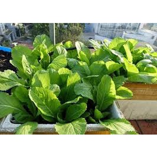 [ Bán chạy ] Hạt giống Cải bẹ Xanh mỡ-20g (tặng kèm 20 hạt Cải Kale Khủng Long)