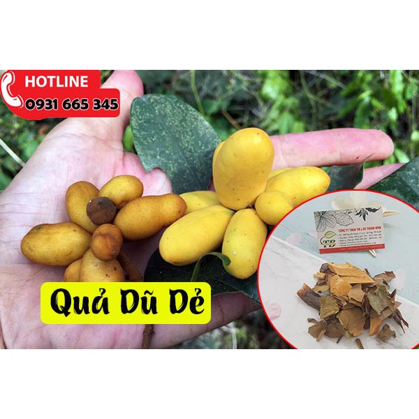 Cây Dũ Dẻ Rừng Khô 1Kg _ Thảo Dược Thanh Bình