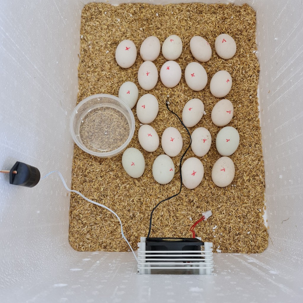 Máy ấp trứng Ánh Dương P100 ấp trứng gà, vịt, ngan, cút - Tặng 1 dây carbon dự phòng