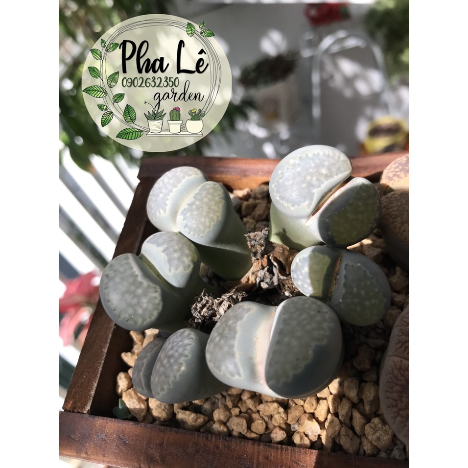 sen mông búi lớn 6-8 đầu,đang tuổi ra hoa/ lithops size lớn