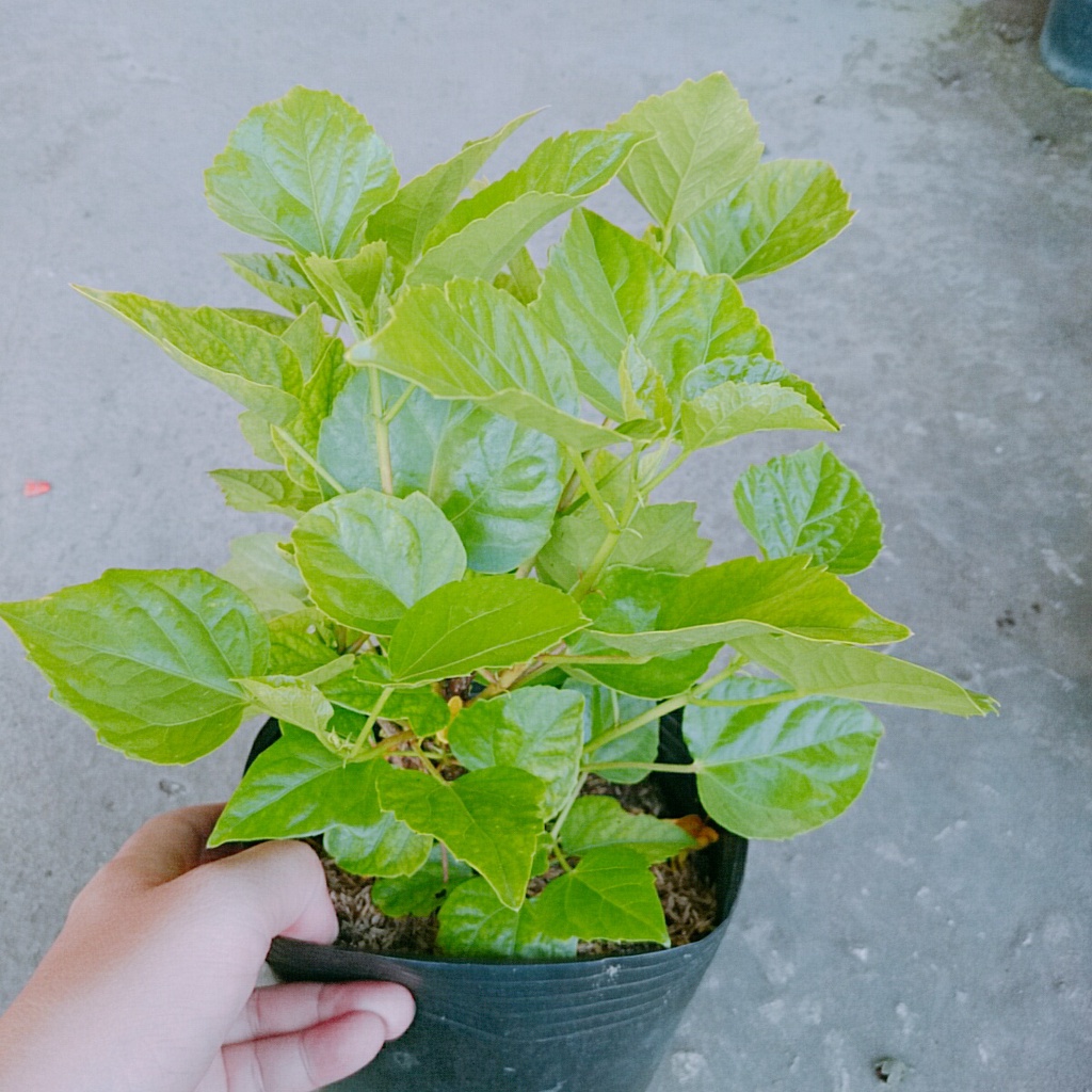 Cây Hoa Dâm Bụt Cam Viền Vàng - cây cảnh đẹp - caykiengsadec