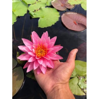 Củ hoa súng kép đẹp