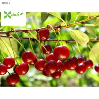 Hạt giống Anh đào (Cherry) (10 hạt)