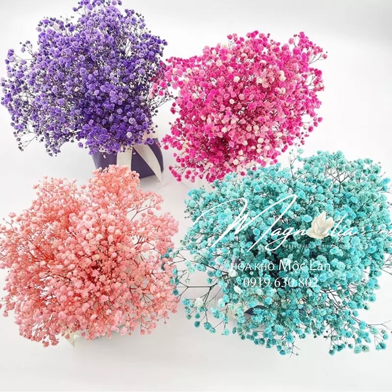 Hoa bi khô decor ❤️FREESHIP❤️ Hoa baby tím trang trí kệ phòng ngủ