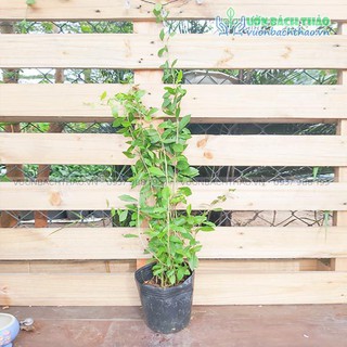 Cây Cúc Tần Ấn Độ Vernonia elliptica (Dây Cúc Tần) leo giàn