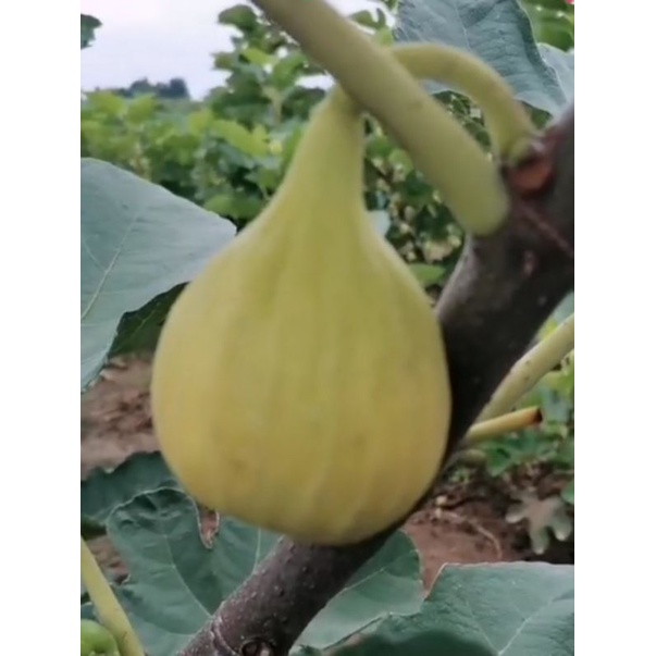 Cây giống sung mỹ 1 năm tuổi