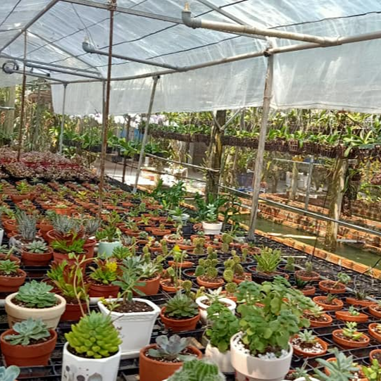 Linhchibookfarm