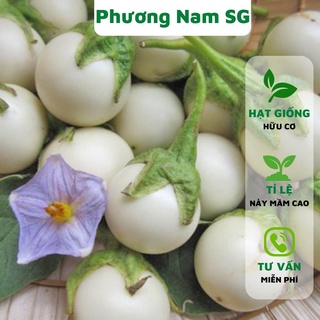Hạt giống cà pháo trắng Phương Nam 1gr