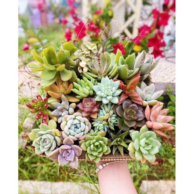 Combo 20 Sen Đá Mini Mix Màu Sặc Sỡ Ann Concept - Xuất xứ Đà Lạt - Thuần Mọi Khí Hậu