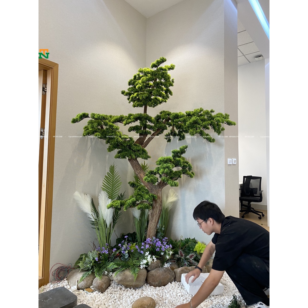 Cây Tùng la hán giả bonsai