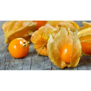 Hạt giống thù lù nam mỹ ( tầm bóp, bùm bụp )
