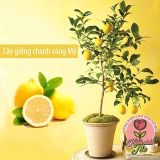 Cây Giống Chanh Vàng Eureka ( cây tốt)