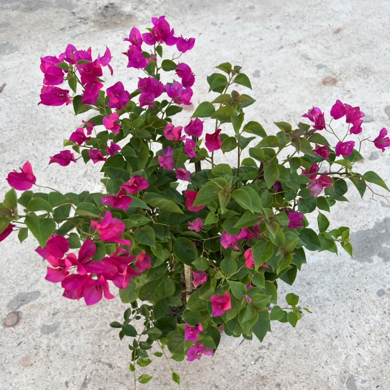 Cây hoa giấy leo giàn cao 60-70cm tạo bóng mát nở hoa rực rỡ, trang trí sân vườn và ban công
