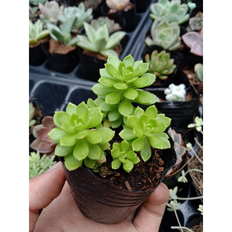 MỘT CHIẾC SEN ĐÁ SEDUM HOA HỒNG XANH size mini 8x8 cm đã thuần khí hậu sức sống cao đẹp