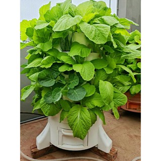 Tháp rau thông minh HCM mua nhiều giảm giá, tháp rau hữu cơ eco vn