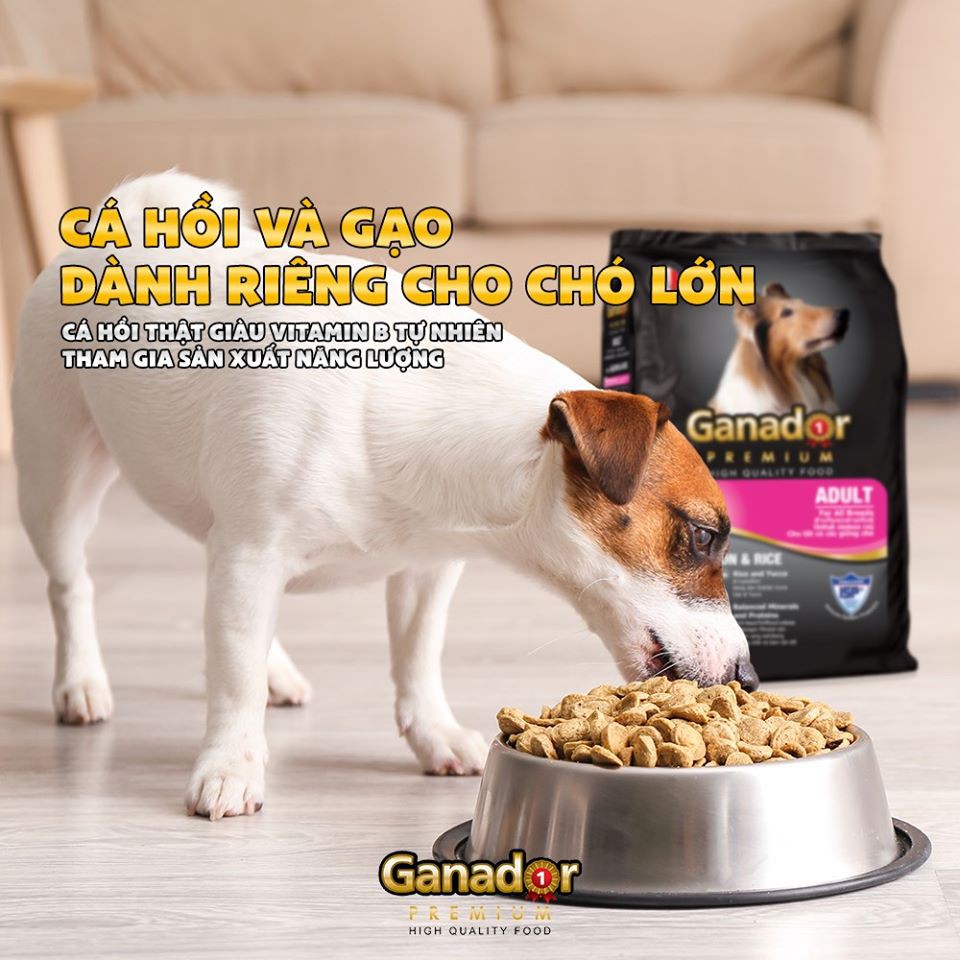 Combo 5 thức ăn cho chó trưởng thành Ganador vị cá hồi & gạo Salmon & Rice 400 gram/gói.