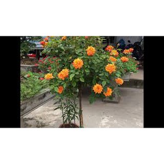 10 hồng gỗ đủ màu