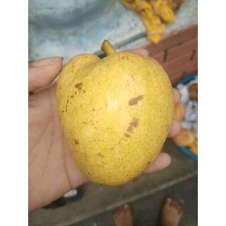 Bình bát khô 01Kg thân cây