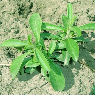 Hạt giống cỏ ngọt (stevia) giá rẻ