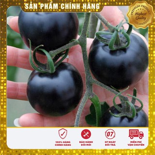 Hạt Giống Cà Chua Đen(15-20 hạt)