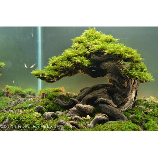 Lũa Xương Chùm (50gram) | Trang trí Thủy Sinh | Size To - Nhỏ |Mua nhiều giảm giá|