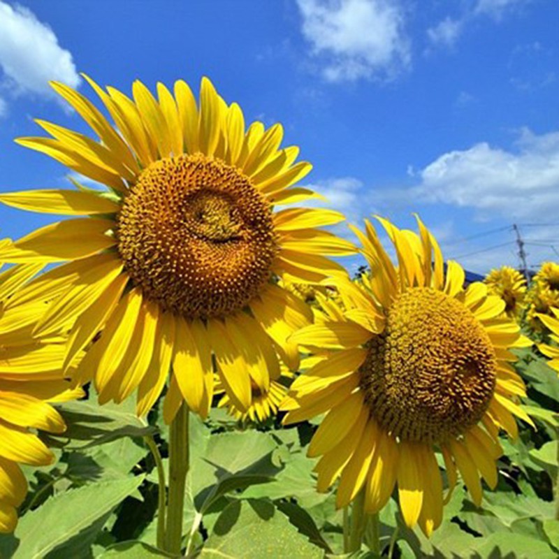 Bán Hạt giống hoa hướng dương mặt cười Khổng Lồ -30 hạt tại Hạt Giống Bốn Mùa