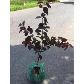 Cây mận đỏ Úc giòn ngon ngọt , cây đẹp, giống chuẩn