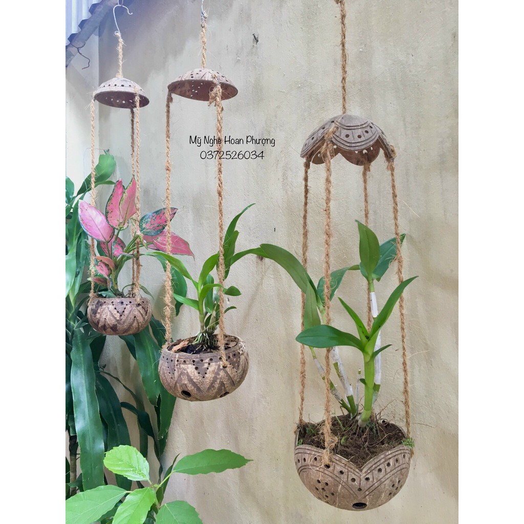 Chậu gáo dừa