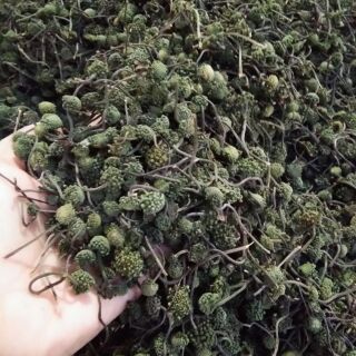 500g - 1kg Nụ hoa tam thất khô