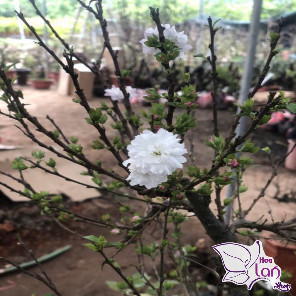 Mai trắng 🌲FREESHIP🌲 Nhất Chi Mai cao 10 - 15 cm